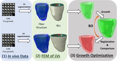 Characterization of Exercise-Induced Myocardium Growth Using Finite Element Modeling and Bayesian Optimization